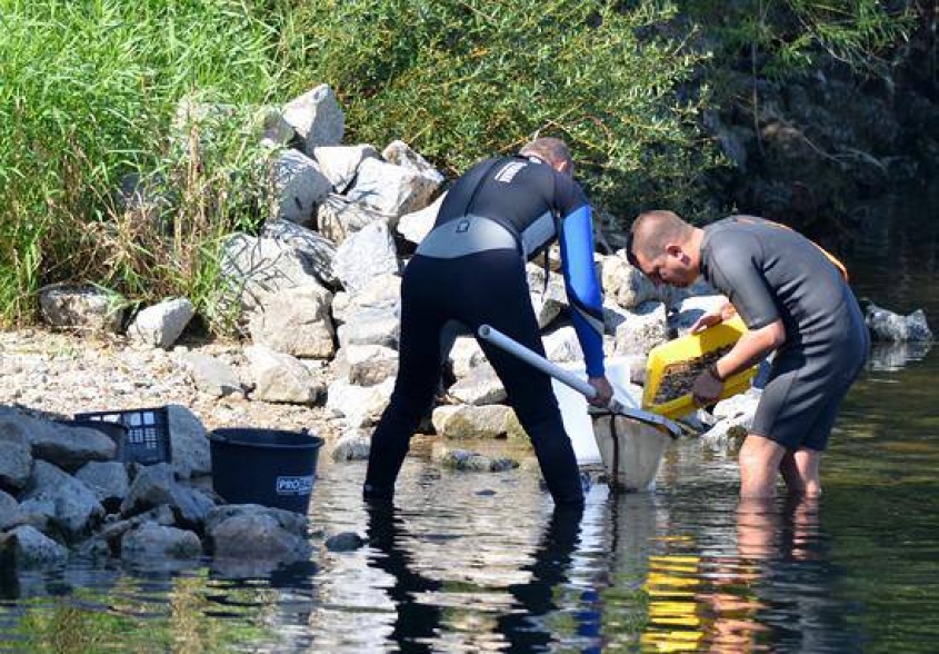 Joint Danube Survey
