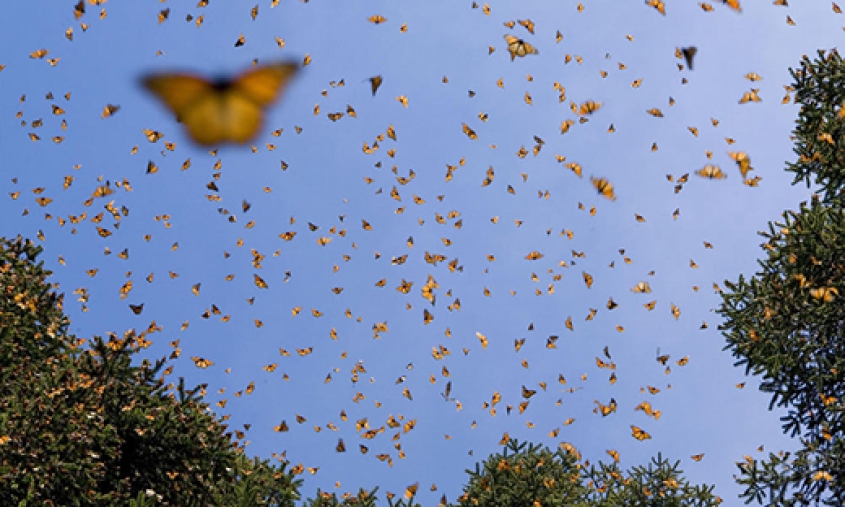 Monarch Population Hits Lowest Point in More Than 20 Years